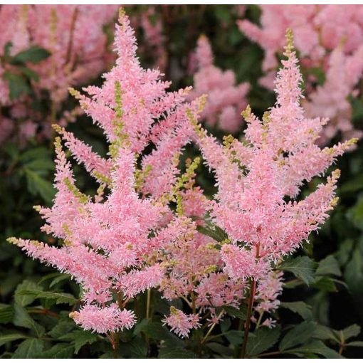 Astilbe Younique Pink - Tollbuga