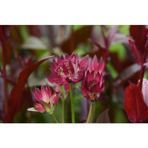 Astrantia major Night Owl - Völgycsillag