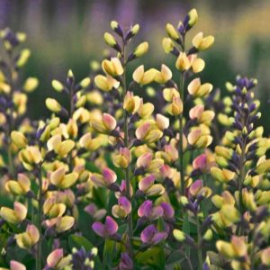 Baptisia Pink Lemonade - Borsófürt