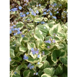   Brunnera macrophylla Dawson's White - Kaukázusi nefelejcs