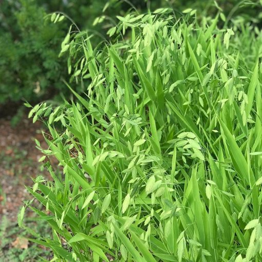 Chasmanthium latifolium Little Ticker - Széleslevelű különösfű