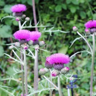 Csermelyaszat (Cirsium)