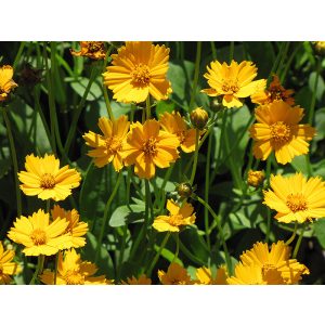 Coreopsis auriculata Nana