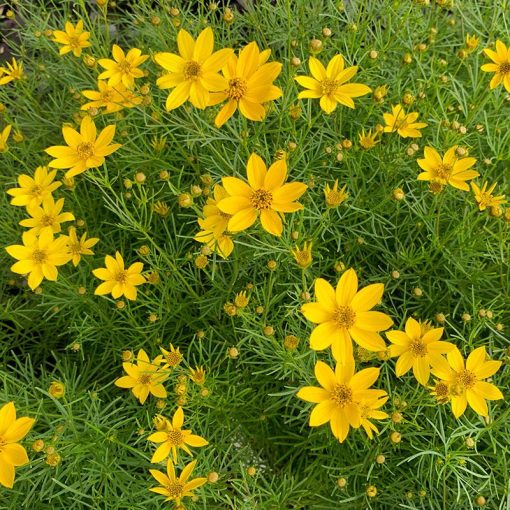 Coreopsis palmata