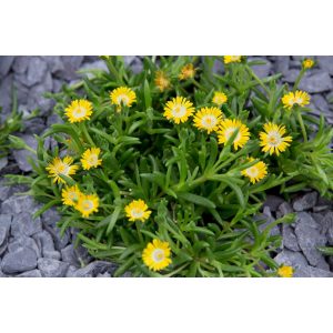 Delosperma 'Jewel of Desert Peridot' ®