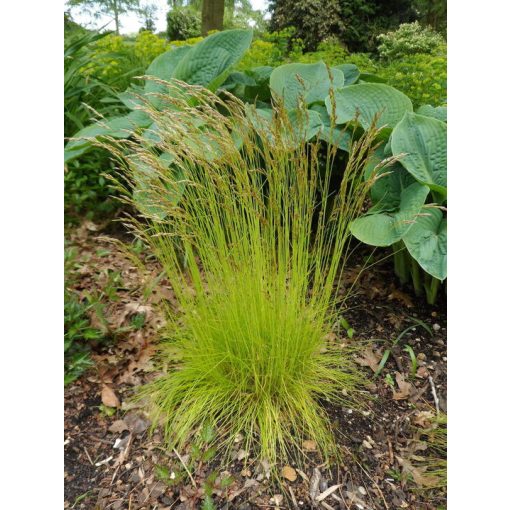 Deschampsia flexuosa 'Tatra Gold'