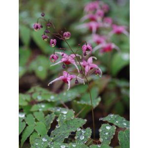 Epimedium 'Pink Champagne'