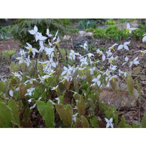 Epimedium stel. 'Long Leaf Form'