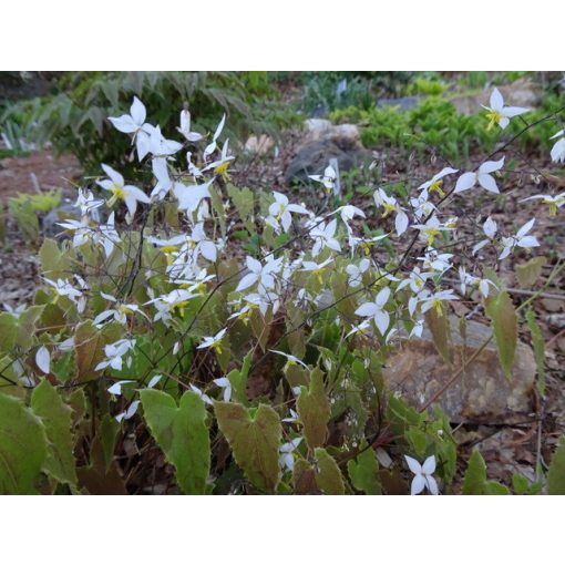 Epimedium stel. 'Long Leaf Form'