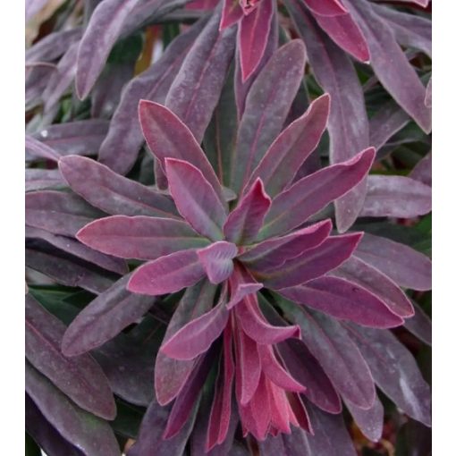 Euphorbia martinii 'Walberton's Ruby Glow' ®