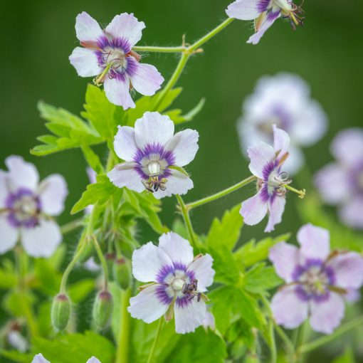 Geranium phaeum 'Wendy's Blush'