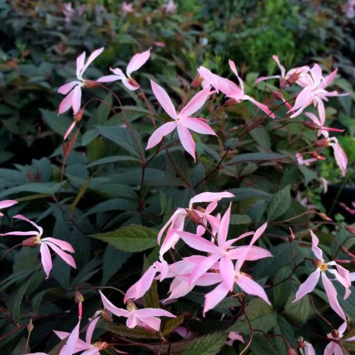 Gillenia trifoliata 'Pink Profusion'