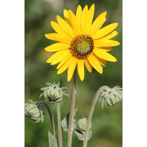 Helianthus mollis