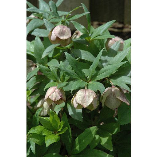 Helleborus foetidus 'Sopron'