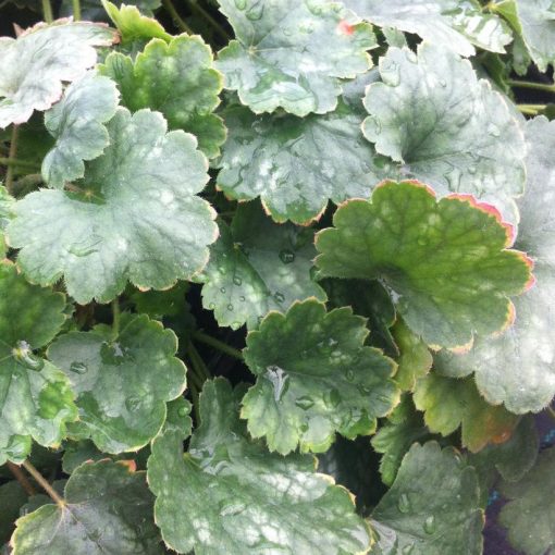 Heuchera san. 'Bressingham Hybrids'