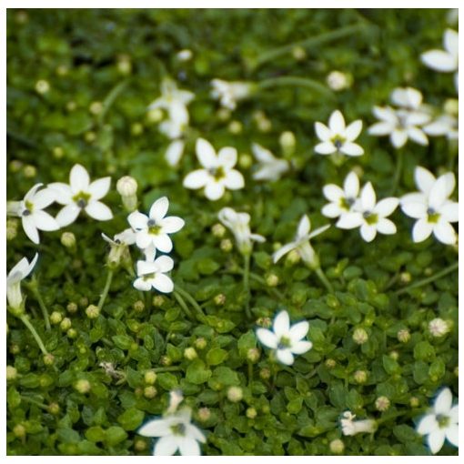 Isotoma fluviatilis 'Alba'