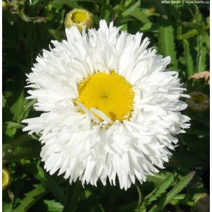 Leucanthemum (M) 'Ooh La Laspider'