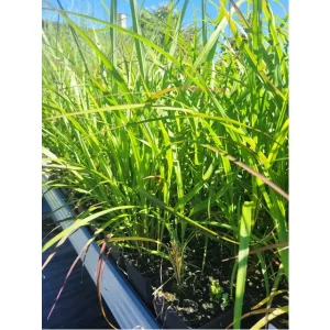 Miscanthus sin. 'Sunset' ®