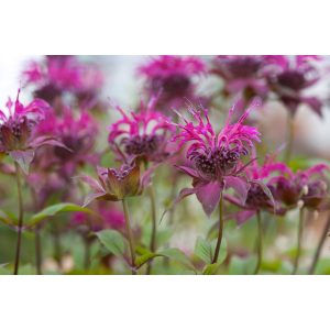 Monarda 'On Parade'