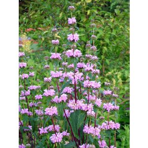 Phlomis tuberosa 'Bronze Flamingo'