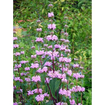 Macskahere (Phlomis)