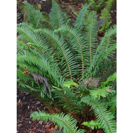 Polystichum munitum