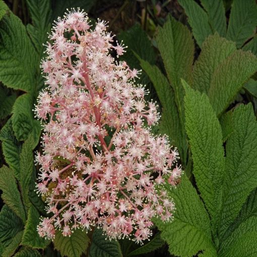 Rodgersia podophylla 'Saarbrücken'