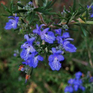 Rosmarinus lavand. 'Corsican blue'