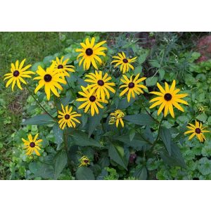 Rudbeckia fulgida