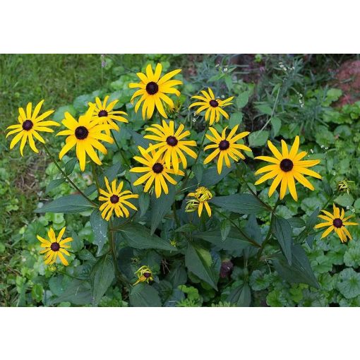 Rudbeckia fulgida