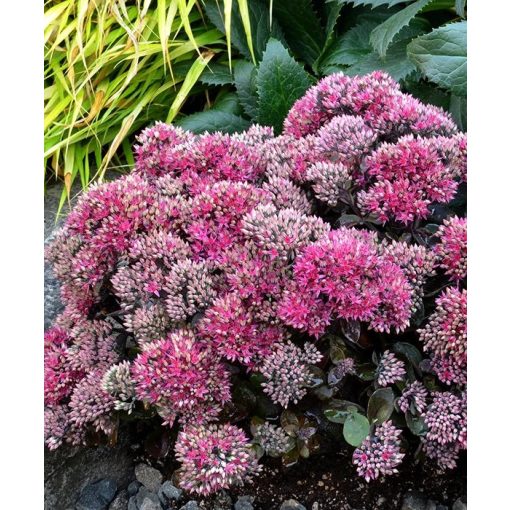 Sedum telephium 'Seduction Hot Rose Dark Stems'