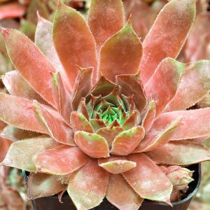 Sempervivum 'Triste'