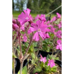 Silene dioica 'Minikin'