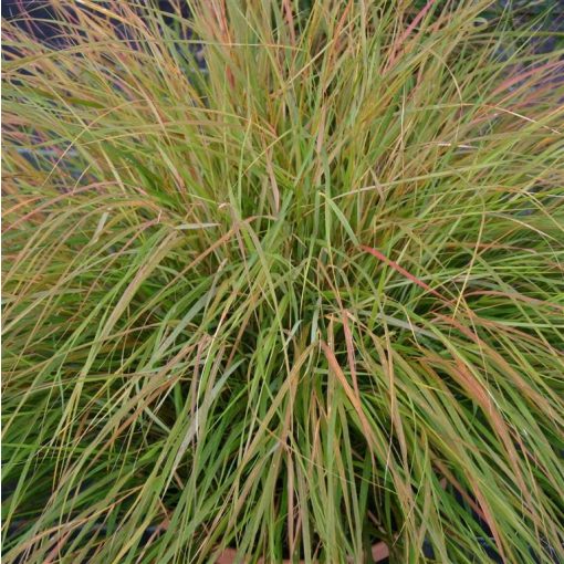 Stipa arundinacea