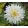 Taraxacum albidum