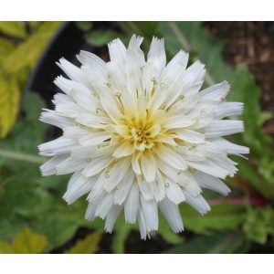 Taraxacum albidum