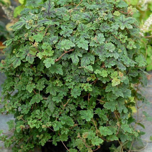 Tiarella 'Happy Trails'