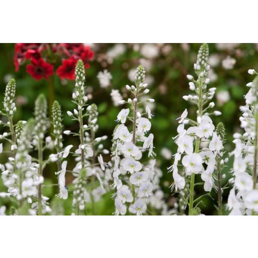 Veronica gent. 'Tissington White'