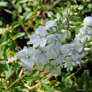 Veronica prostrata 'Alba'