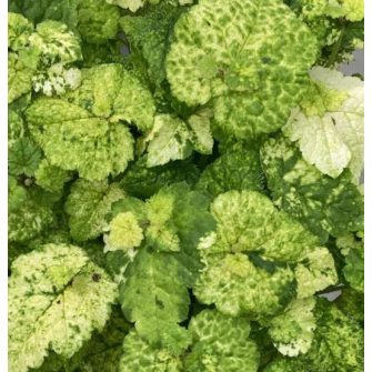 Tyúkanyóvirág (Tolmiea)