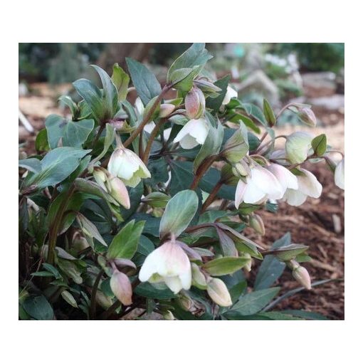 Helleborus x sahinnii Winterbells - Hunyor