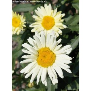 Leucanthemum Broadway Lights Cream - Margaréta