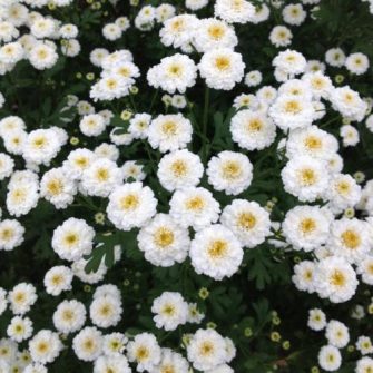 Őszi margitvirág (Tanacetum)