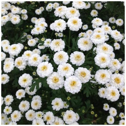 Tanacetum parthenium Ultra White Double - Őszi margitvirág