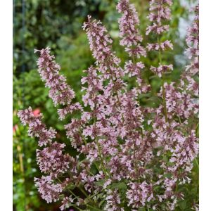 Nepeta faassenii Whispur Pink - Macskamenta