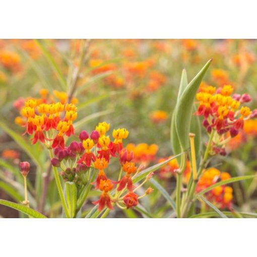 Asclepias curassavia Orange-Yellow - Kínai leander