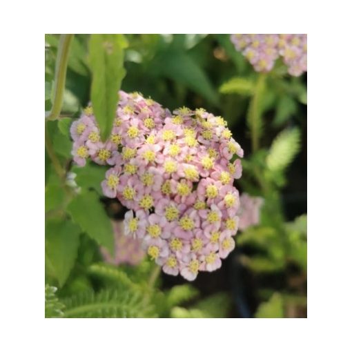 Achillea millefolium Desert Eve Deep Rose - Cickafark