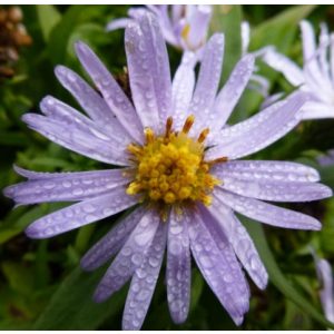 Aster dumosus Blauer Zwerg - Évelő őszirózsa