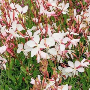 Gaura lindheimerii Mix - Díszgyertya