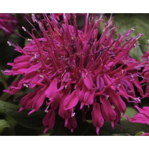 Monarda didyma Balmy Purple Red - Méhbalzsam